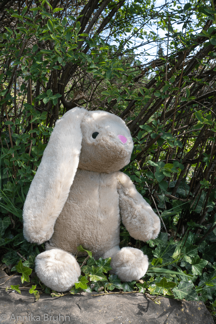 Qs Osterhase